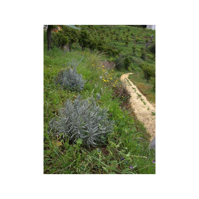 lavanda