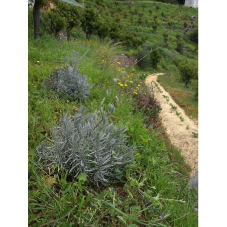 lavanda