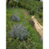lavanda