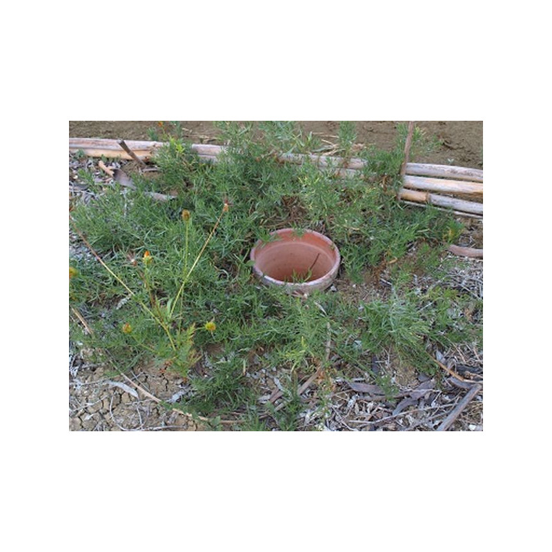 estragon frances