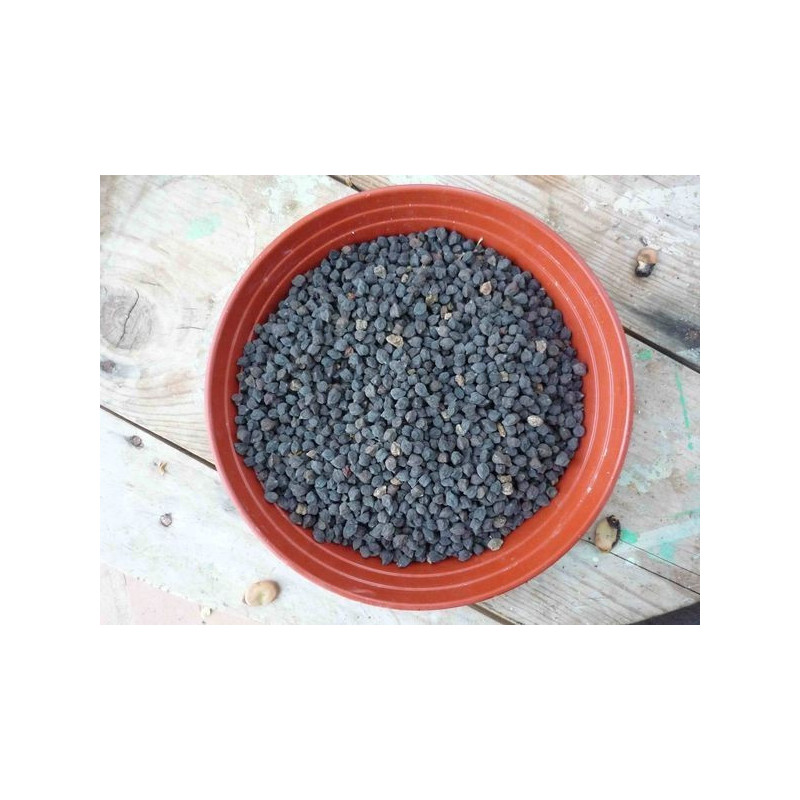 garbanzo negro