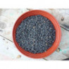 garbanzo negro