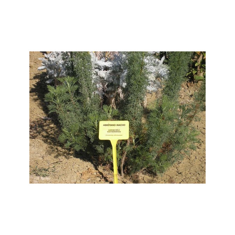 abrotano macho