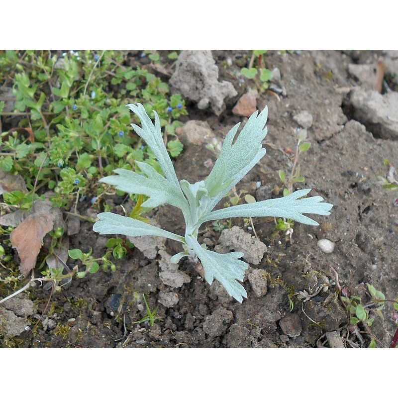 ajenjo hoja plana