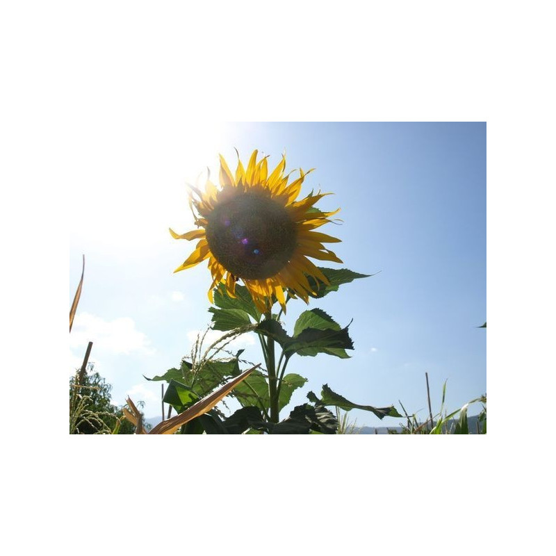 girasol gigante