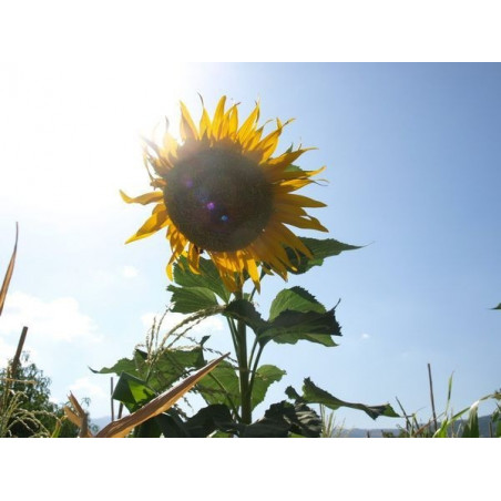 girasol gigante