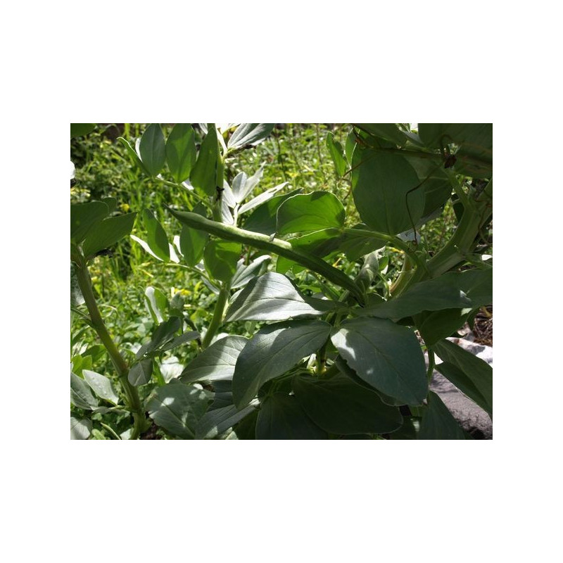 haba marcegana