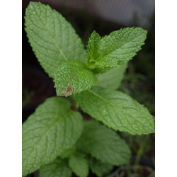 hierbabuena o menta verde