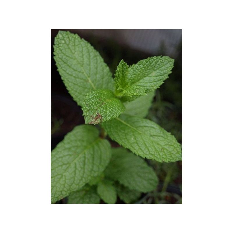 hierbabuena o menta verde
