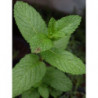 hierbabuena o menta verde