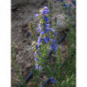 hisopo de flor azul