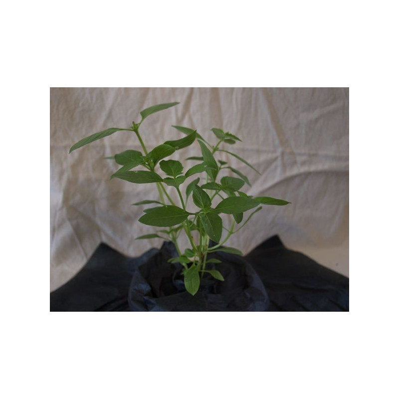 albahaca canela