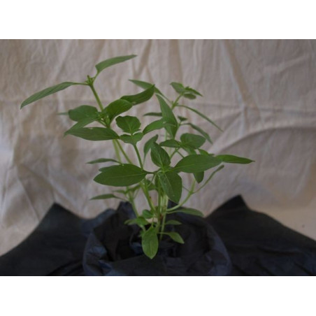 albahaca canela