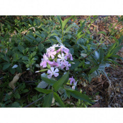 jabonera o saponaria