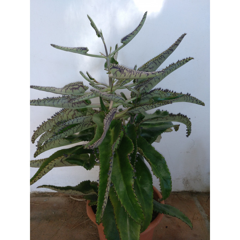 kalanchoe daigremontiana