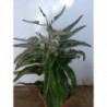 kalanchoe daigremontiana