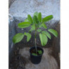 kalanchoe pinnata