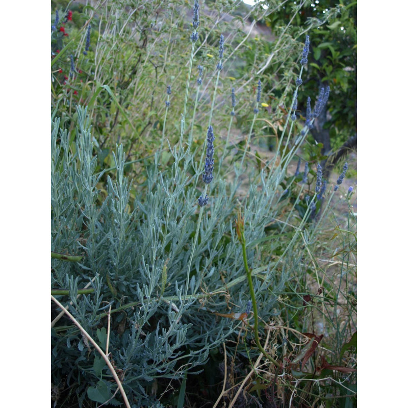 lavandula de allard