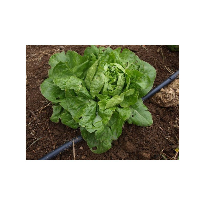 lechuga cordobesa