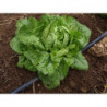 lechuga cordobesa