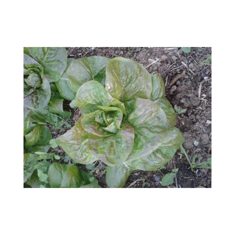lechuga de alfarnatejo malaga semillas