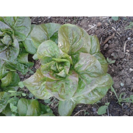 lechuga de alfarnatejo malaga semillas
