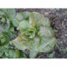 lechuga de alfarnatejo malaga semillas