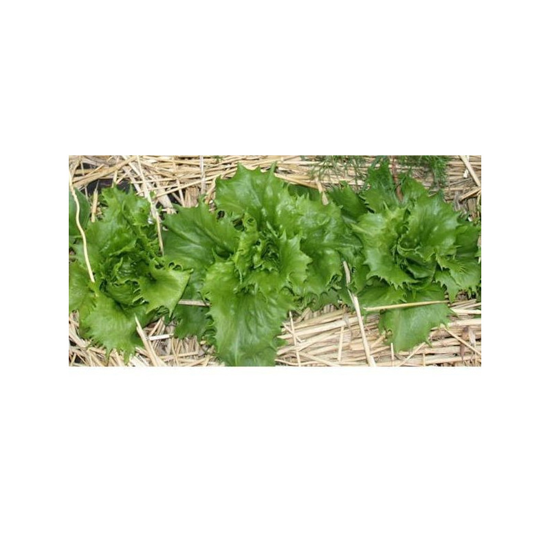 lechuga galaxi