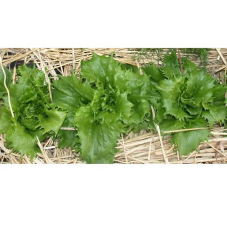 lechuga galaxi