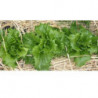 lechuga galaxi