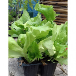 lechuga galaxi