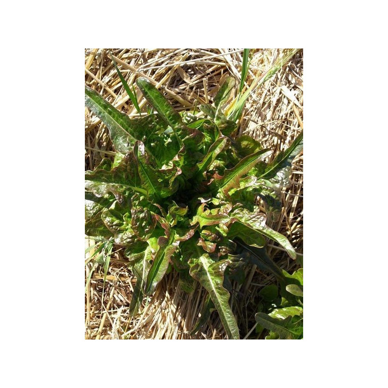 lechuga hoja de espada o bretona
