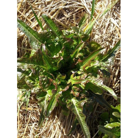 lechuga hoja de espada o bretona
