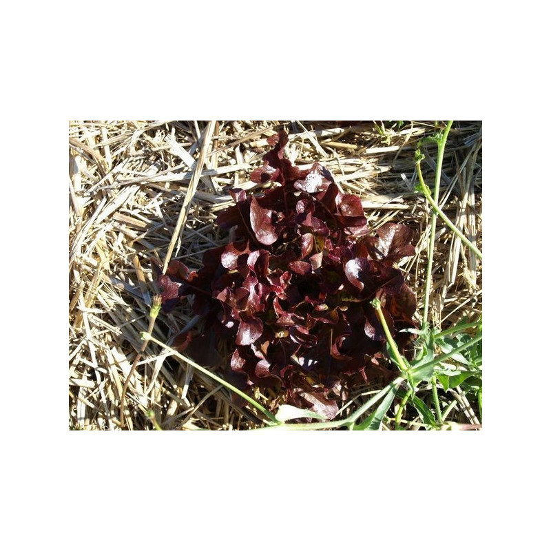 lechuga hoja de roble