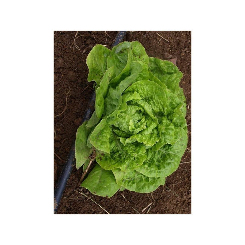 lechuga malaguena