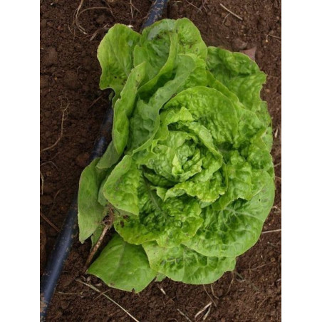 lechuga malaguena