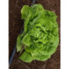 lechuga malaguena