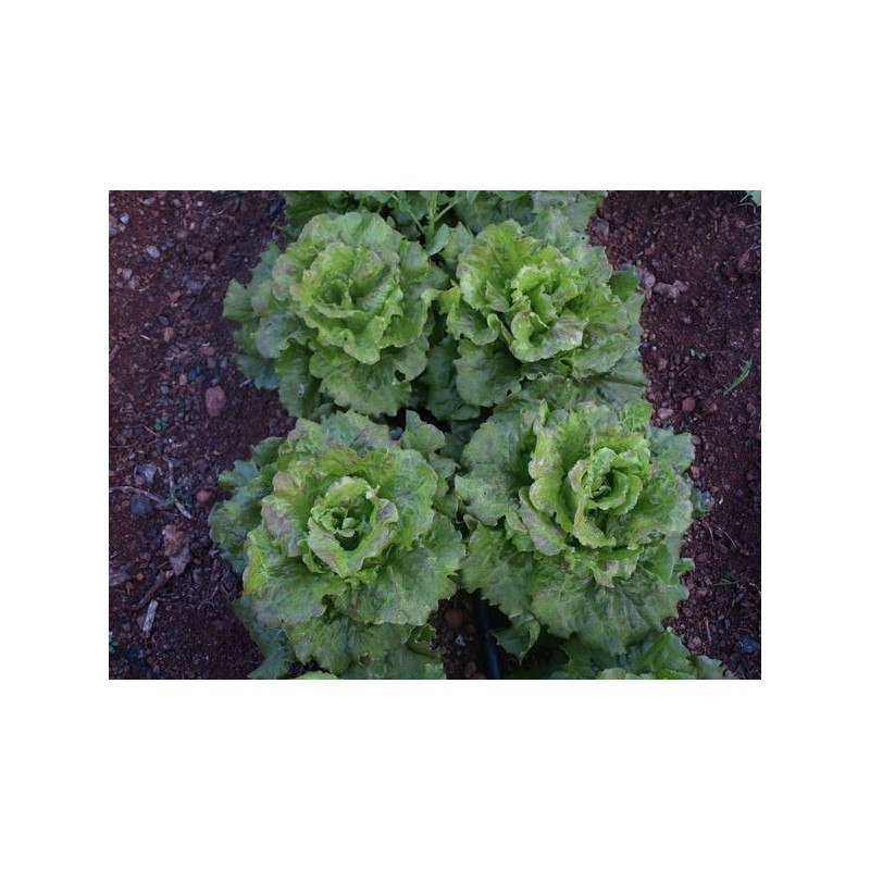 lechuga maravilla de verano