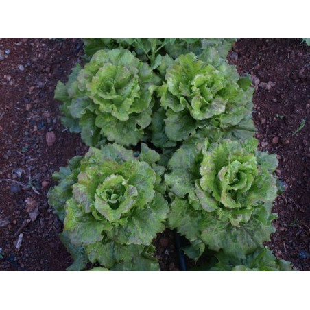 lechuga maravilla de verano