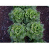 lechuga maravilla de verano