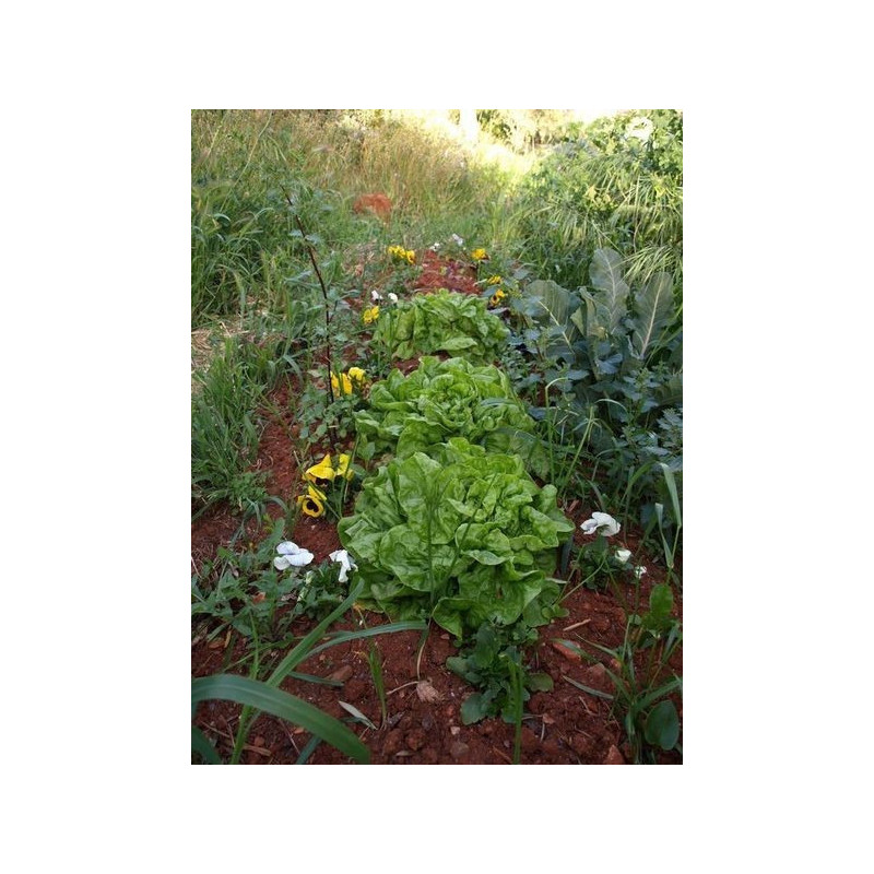 lechuga romanilla de alozaina