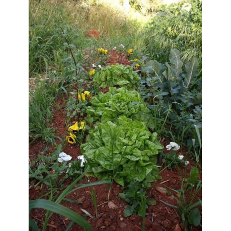 lechuga romanilla de alozaina