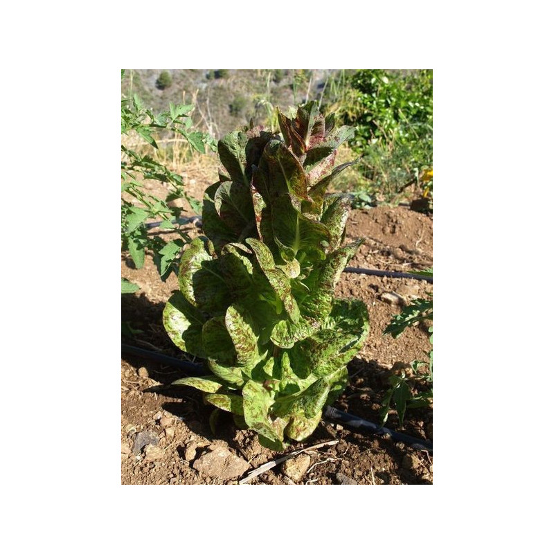 lechuga trucha
