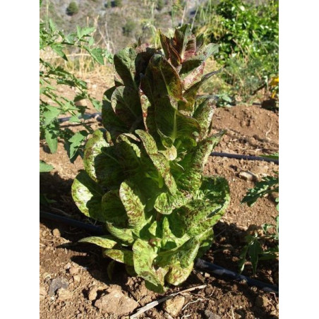 lechuga trucha