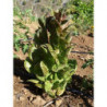 lechuga trucha