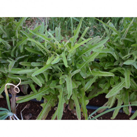 lechuga valenciana