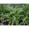 lechuga valenciana