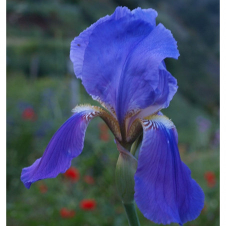 lirio azul
