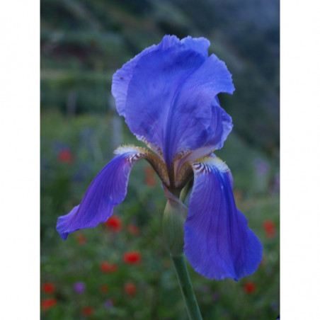 lirio azul semillas