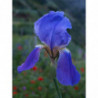lirio azul semillas